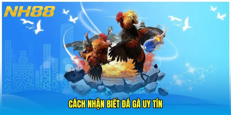 Cách nhận biết đá gà uy tín